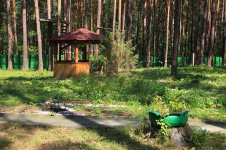 Зеленый бор