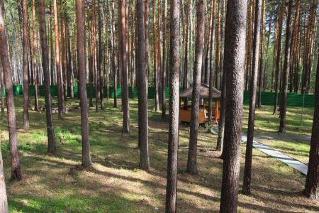 Зеленый бор