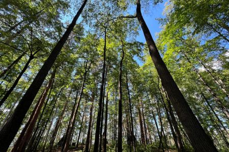 Светлячок. Плейхаус