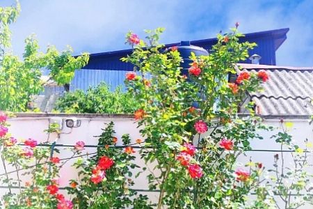 Внешний вид