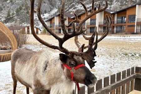 Клевер резорт