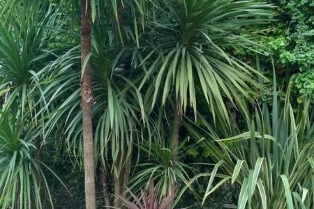 Внешний вид, территория