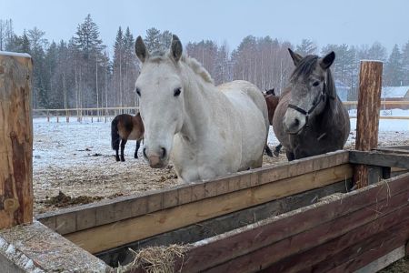 Внешний вид 2023