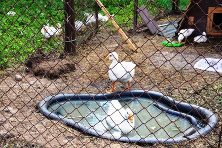 Территория