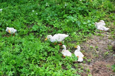 Территория