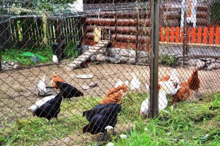 Территория