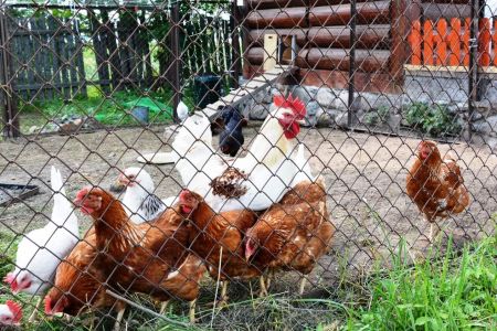 Территория