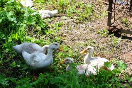 Территория