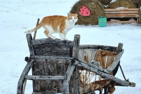 Изба русская