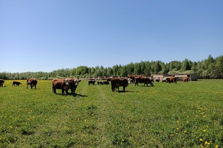 Изба русская