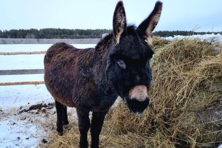 Изба русская
