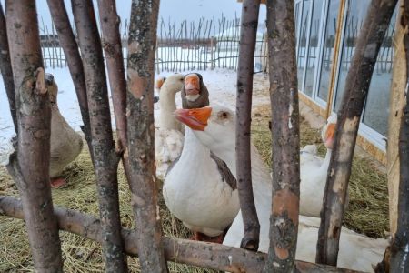 Изба русская