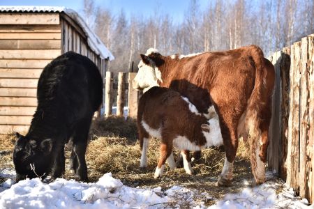 Изба русская