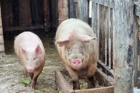 Изба русская