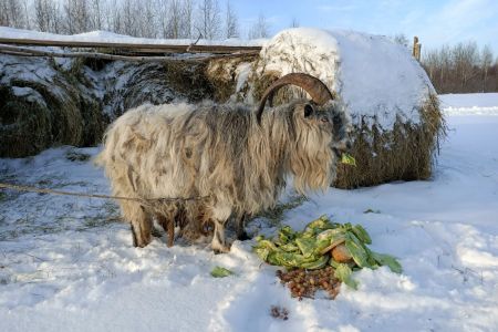 Изба русская