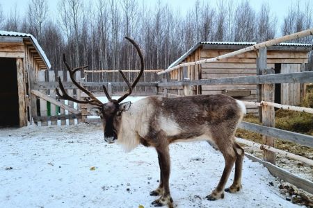 Золотая подкова