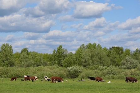 Изба русская