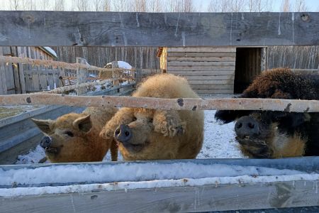 Изба русская