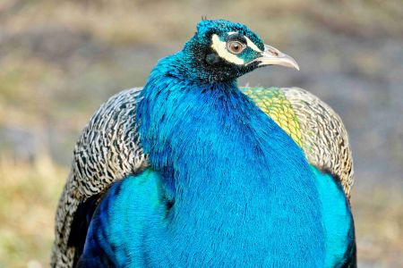 Летние беседки