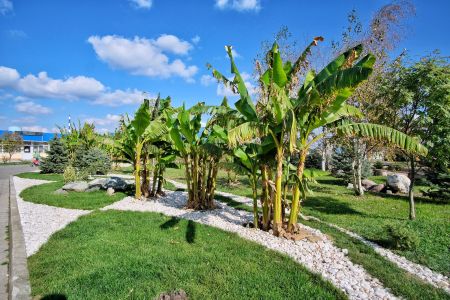 Территория летом