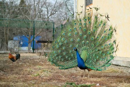 Летние беседки