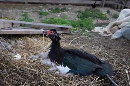 Летние беседки