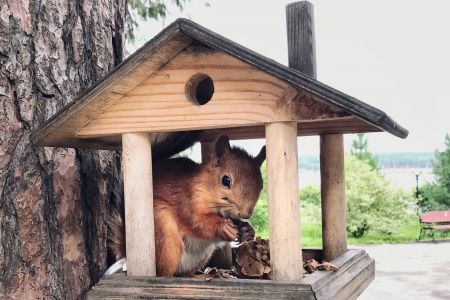 Лесная сказка