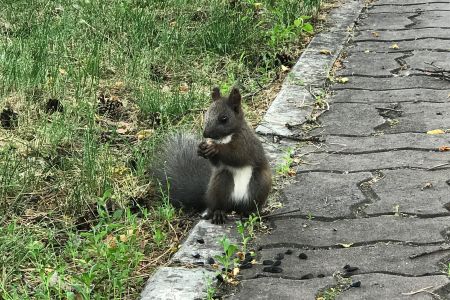 Лесная сказка