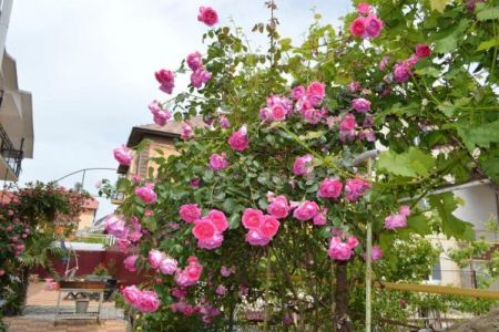 Апартаменты 4-местные (с диваном)