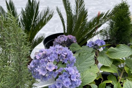 Внешний вид