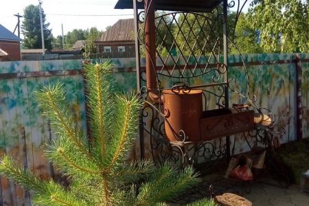 Березка Север