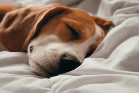 Люкс 2-местный