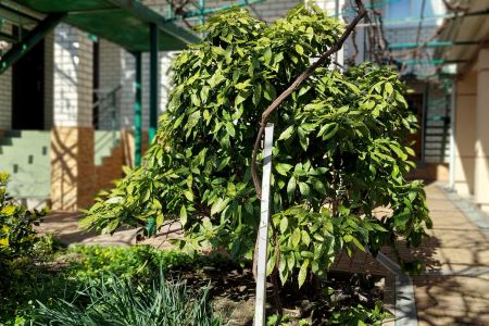 Зона барбекю