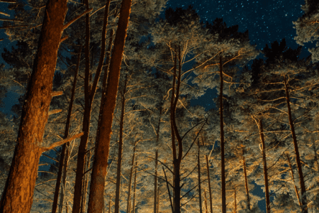 «Villy Uley» / «Вилли Улей Волга» глэмпинг