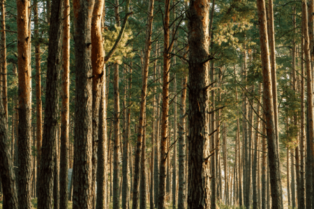 «Villy Uley» / «Вилли Улей Волга» глэмпинг