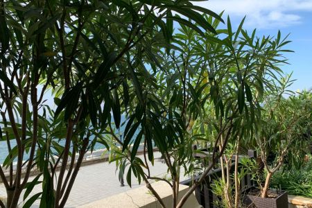 Внешний вид, территория