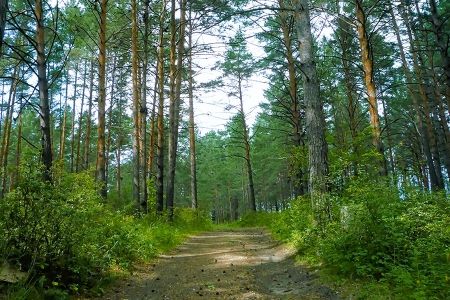 Внешний вид