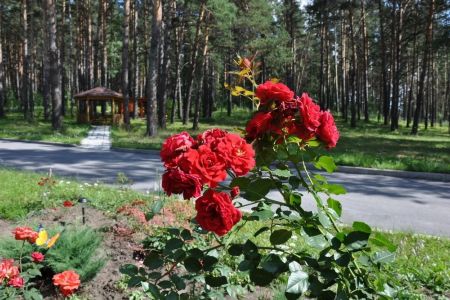 Внешний вид