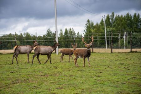Внешний вид