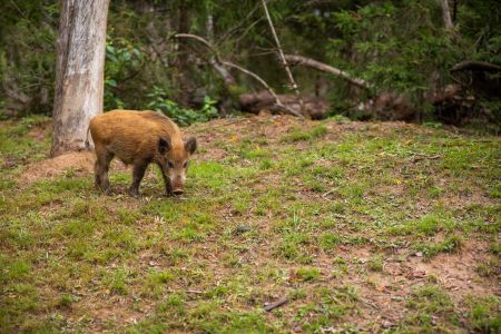Внешний вид