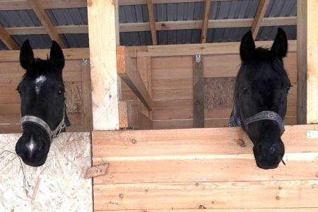 Конные прогулки