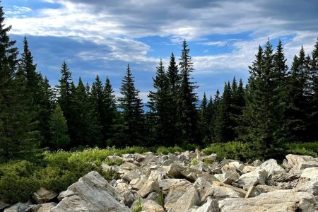 Внешний вид