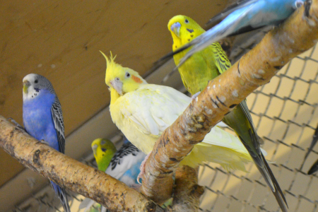 Внешний вид