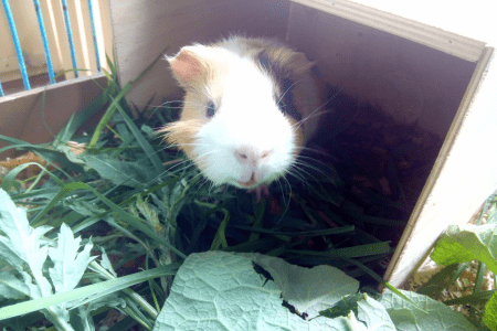 Внешний вид