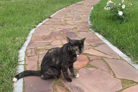 внешний вид