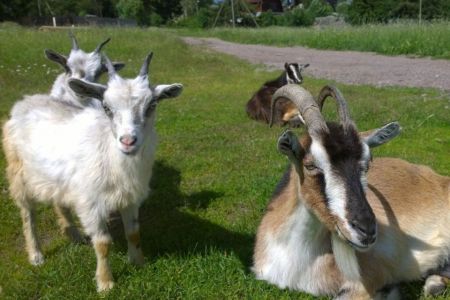 Территория зимой