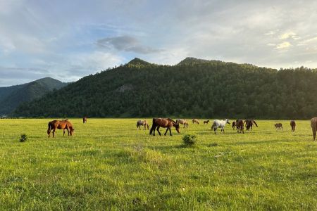 Внешний вид