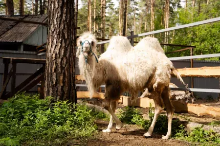 Чкаловские дачи