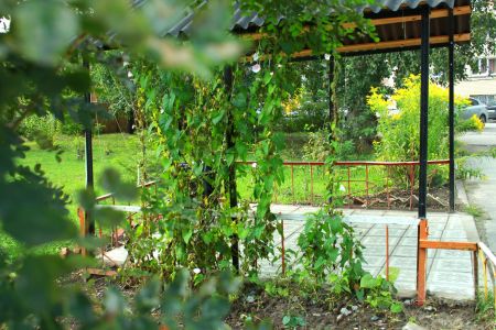 Внешний вид