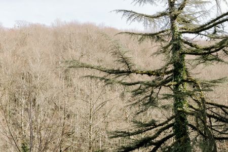 Внешний вид